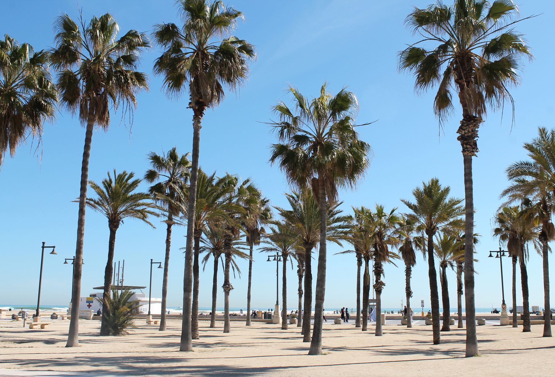 Palmeras en el paseo marítimo, junto a la playa